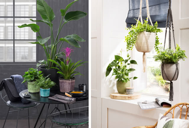 skrzydłokwiat, paproć, czarny stolik kawowy, wiszące kwiaty umieszczone przy oknie