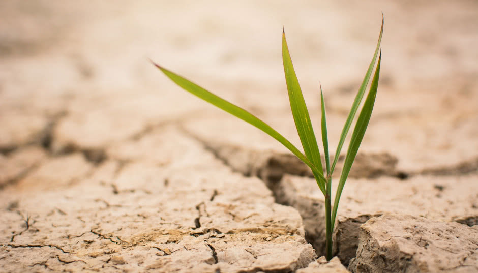 Jak ochronić ogród przed suszą? Rośliny odporne na upały