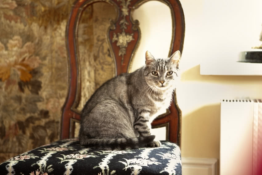 Po pałacu przechadza się kot.