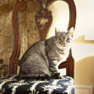 Mieszkanie w odbudowanym pałacu