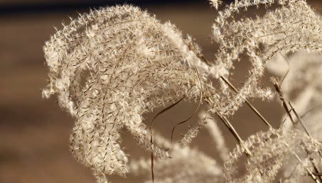 Trawy miskanty - jak uprawiać je w przydomowym ogrodzie?