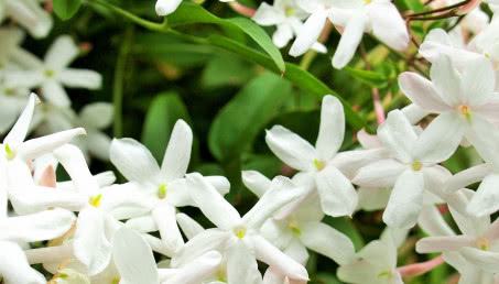 Jaśmin w doniczkach do domu i na taras - jak wygląda i kiedy kwitnie?