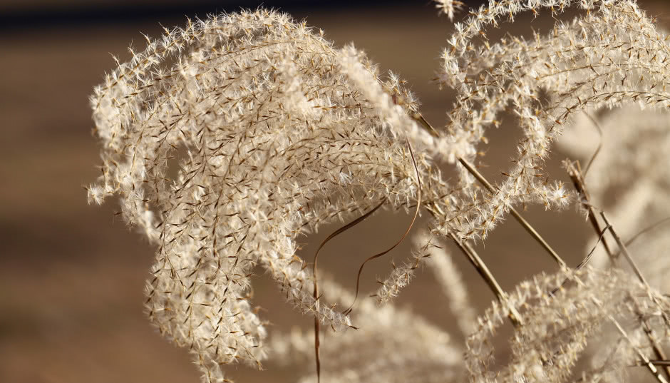 Trawy miskanty - jak uprawiać je w przydomowym ogrodzie?