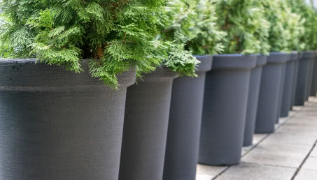 5 gatunków iglaków idealnych na taras lub balkon