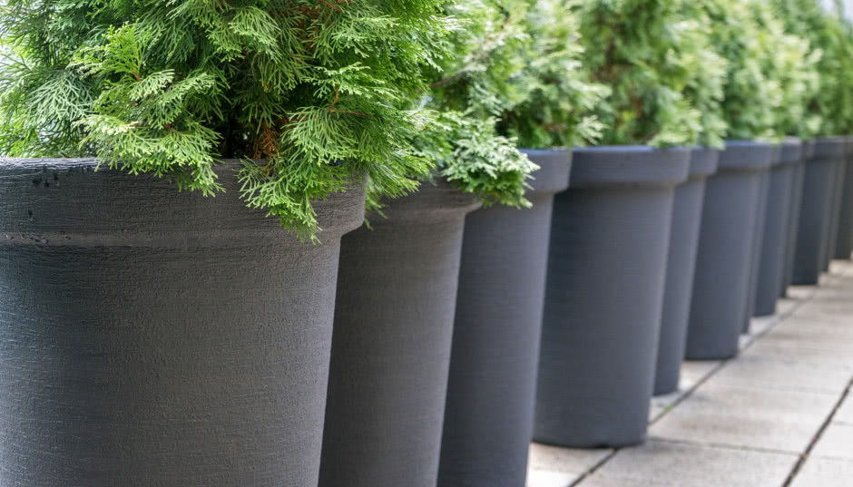 5 gatunków iglaków idealnych na taras lub balkon