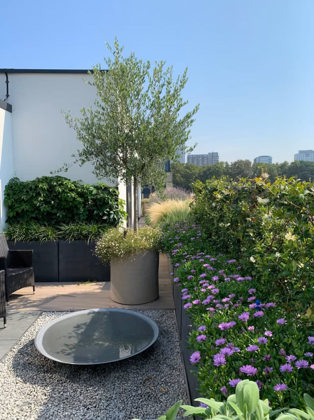 drzewko i fioletowe kwiaty na tarasie