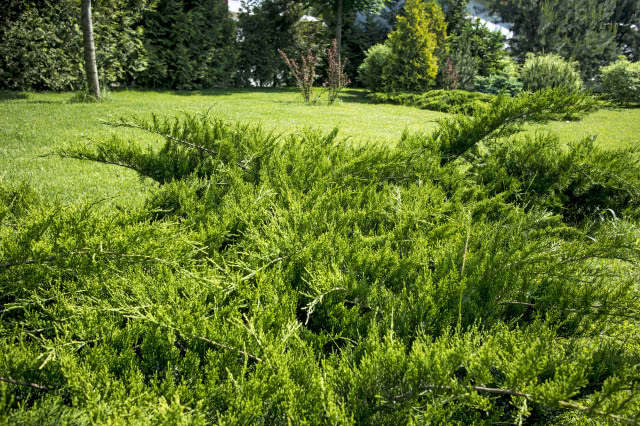 Krzew jałowca w dużym ogrodzie